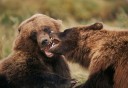 Photo of Wildlife Tour 6 grizzly play